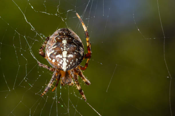 istock Spider Araneus diadematus with a cross on its back on a web against a tree background 1490887209