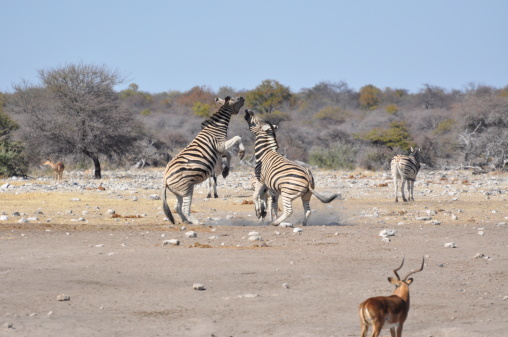 Fighting Zebras in Namibia, Etosha National Park
