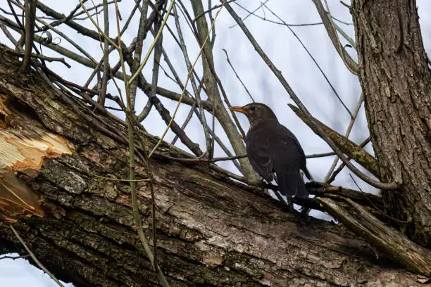 Photo of The common blackbird Turdus merula is a relatively large and long-tailed bird, widespread and common, and therefore one of the most popular and well-known birds.Bird perched on branch