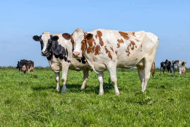 istock Two cows in a field, side view diversity colors, standing full length side by side, milk cattle, a blue sky 1490888010