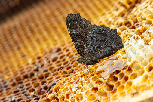 Butterfly urticaria on bee honeycombs. Close up. beekeeping, the butterfly feeds on honey from beehives.