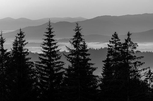 Misty Pine Trees