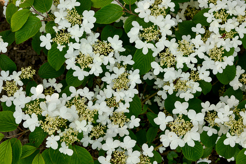 White flowers of Viburnum plicatum