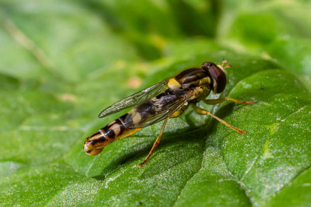 istock The female longfly Sphaerophoria scripta sits on a dandelion petal 1490890415