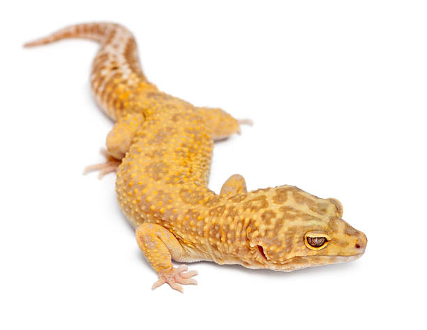 istock Aptor Leopard gecko, Eublepharis macularius, in front of white background 149089049