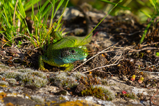 European green lizard Lacerta viridis emerging from the grass exposing its beautiful colors.