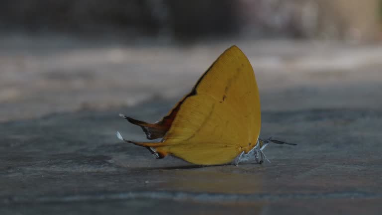 Common Yamfly Butterfly