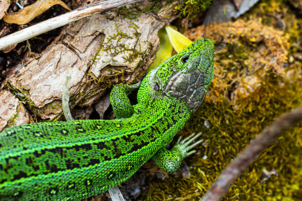 istock European green lizard Lacerta viridis emerging from the grass exposing its beautiful colors 1490891564