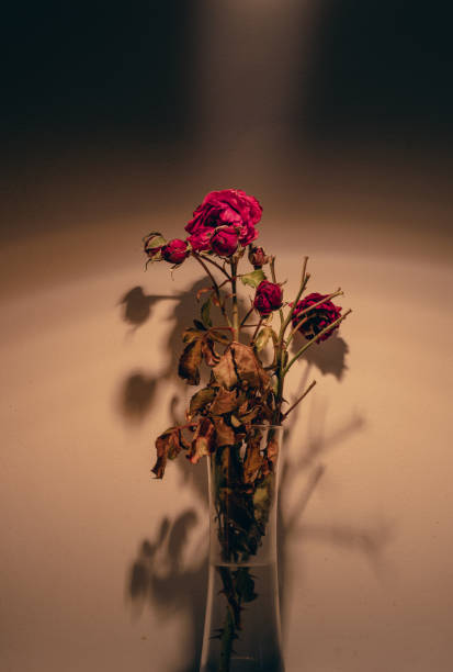 istock A withered red rose with a shadow in a jug on a warm background 1490892343