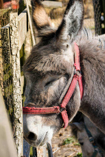 istock Pony with closed eyes. Donkey in the countryside 1490892478