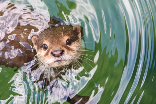 An otter is looking straight up at the camera from the water
