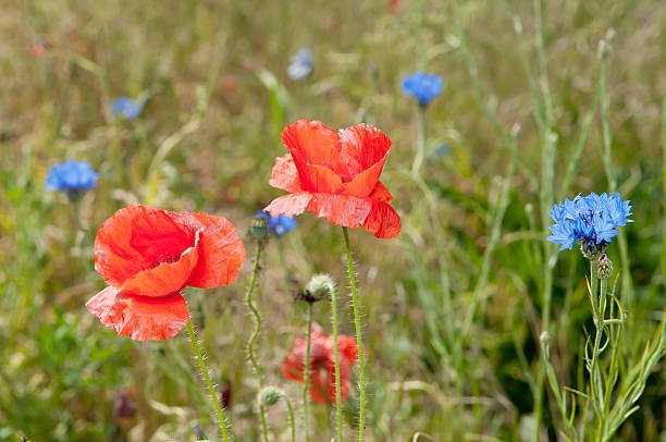 pavot et cornflowers - flower blumenwiese meadow flower head photos et images de collection