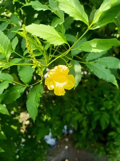 Close up of yellow trumpetflower plant