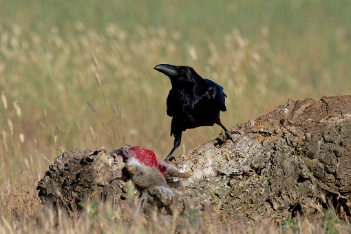 Raven eating wild rabbit