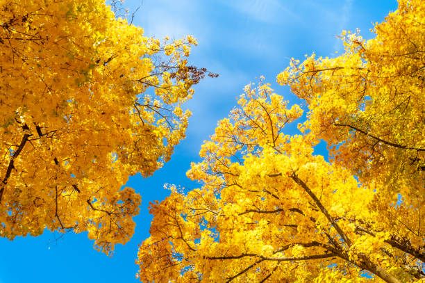 istock autumn tree foliage with contrast between yellow leaves and blue sky 1490895316