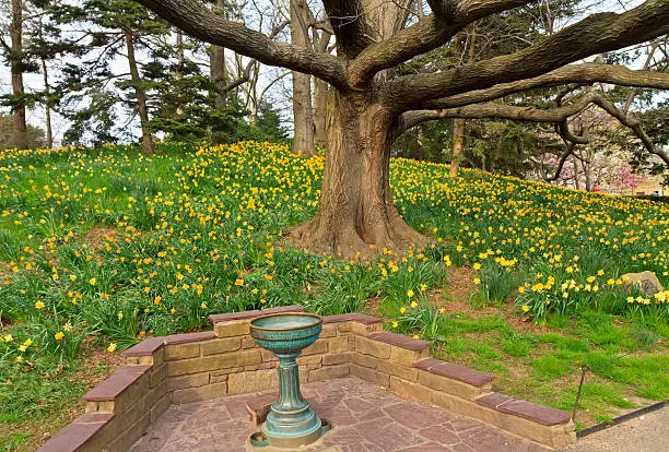 Spellbinder daffodils bloom beneath an oak tree in the Brooklyn Botanic Gardens in New York City.