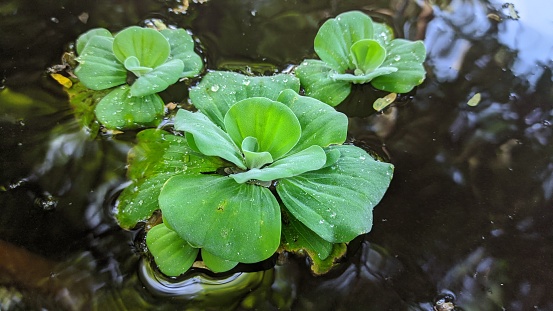 Bunch of green floating water lettuce, cabbage (Pistia stratiotes). Plant that lives in water, usually found in calm waters or ponds. Water lettuce is usually used to decorate fish ponds.