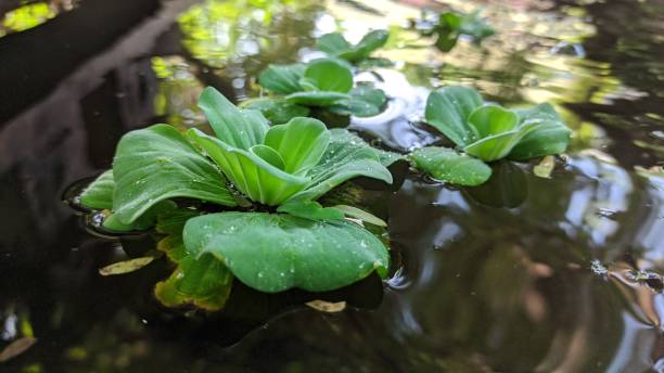 istock Bunch of green floating water lettuce, cabbage (Pistia stratiotes) 1490896388