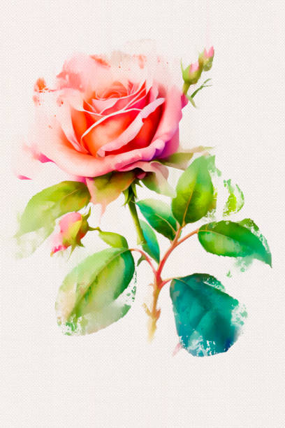 istock Delicate watercolor rose with green leaves on canvas. 1490896798