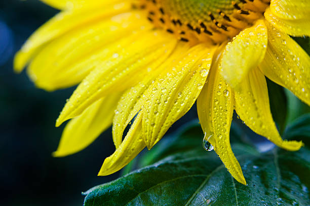 Rain Drops on a Sunflower stock photo