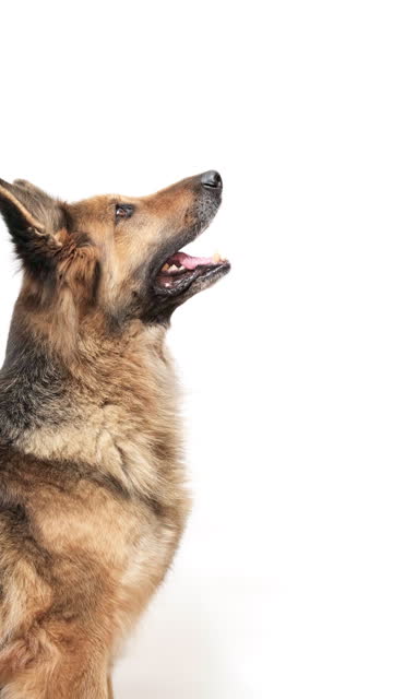 Vertical shot of a German shepherd dog on white background, in profile, looking up.
