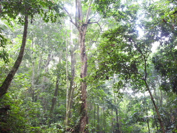 istock Appearance of the Sumatran tropical rain forest i 1490897513