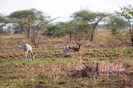 Soemmerring's gazelle (Nanger soemmerringii), also known as the Abyssinian mohr, is a gazelle species native to the Horn of Africa. Ethiopia wildlife animal