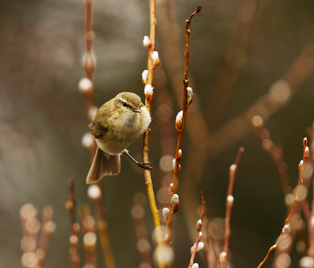 Common chiffchaff (Phylloscopus collybita) perched on a willow branch in the forest in spring.