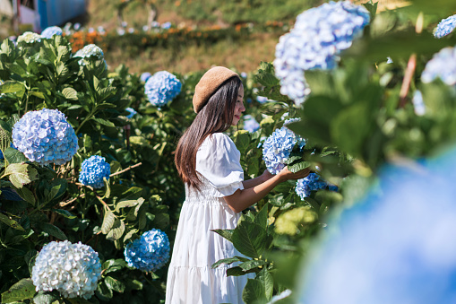 Charming girl with a bouquet of hydrangea. Young Asian woman traveler enjoying and walking in a hydrangea garden in Dalat, Vietnam, Female in a white dress in a field of blue flowers.
