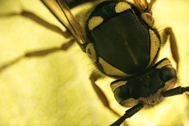 Photo of Macro close-up of the back of a large wasp.