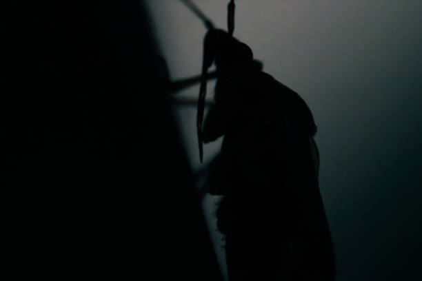 Blurred photo of large cockroach in silhouette.