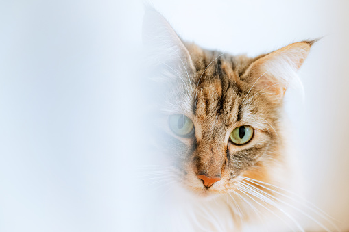 close up of norwegian forest cat behind white curtain