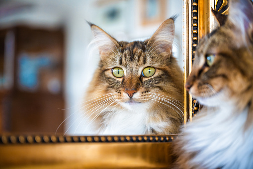 close up of norwegian forest cat looking in golden framed mirror