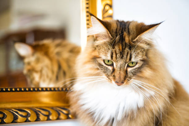 close up of norwegian forest cat sitting in front of golden framed mirror