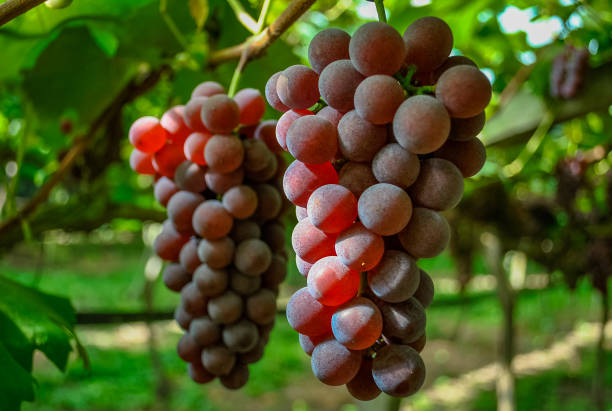 Gratis afbeelding: geruwd, oppervlakte, vitis, rood, tabel, druiven