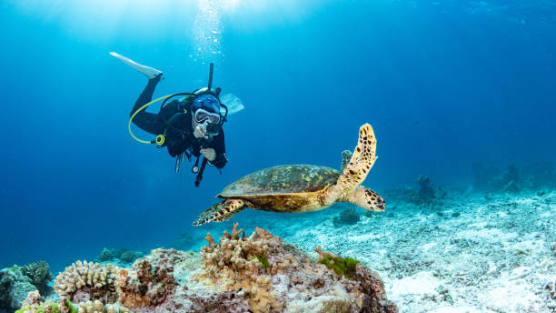 taucherin macht ein foto von karettschildkröten, die über korallenriff im blauen meer schwimmt. meereslebewesen und unterwasserweltkonzepte - tauchgerät stock-fotos und bilder