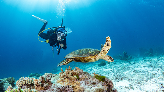Buzo hembra tomando una foto de la tortuga carey nadando sobre el arrecife de coral en el mar azul. Conceptos de vida marina y mundo submarino photo