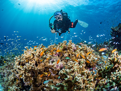 Female diver posing over hard coral reef with a school of anthias fish and other marine life. Scuba diving experience in Andaman sea, Thailand.