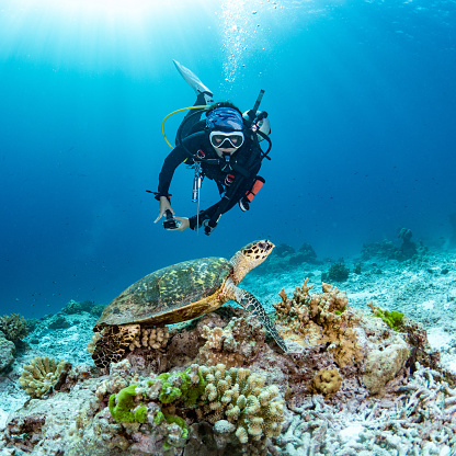 Female scuba diver looking at Hawksbill Turtle swimming over coral reef in the blue sea. Marine life and Underwater world concepts