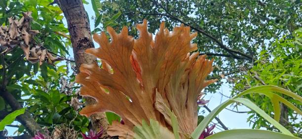 The Brown Platecerium Plant Platecerium plant platycerium bifurcatum stock pictures, royalty-free photos & images