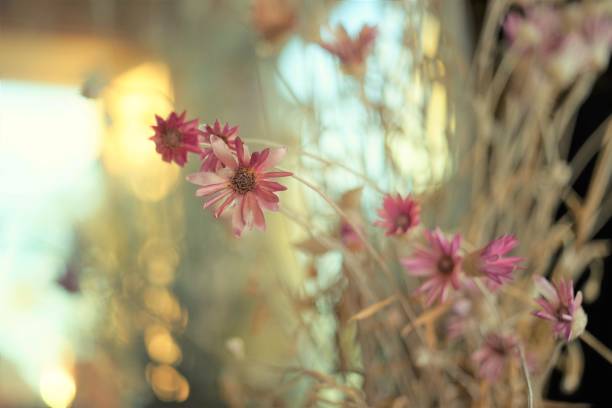Immortelle dry flowers in a vase on a sunny windowsill.