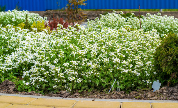 istock PRETTY WHITE FLOWERS IN A FLOWER BED IN THE BACKYARD 1490909741