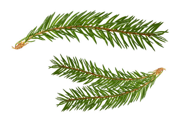 branches of spruce isolated on white background