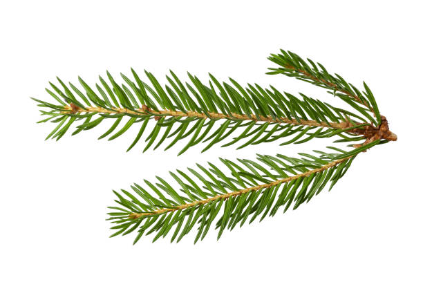 istock branches of spruce isolated on white background 1490910189