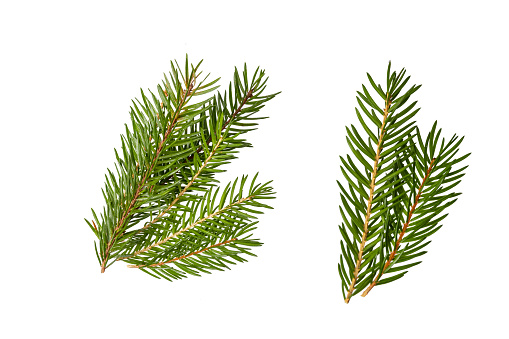 branches of spruce isolated on white background. Set photo of spruce branches. An element for the design of postcards, wallpapers and others