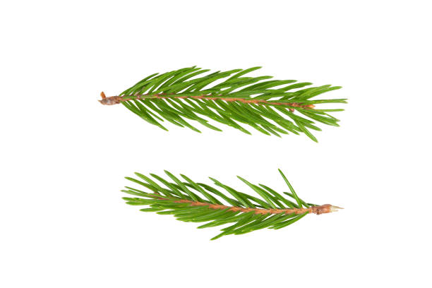 istock branches of spruce isolated on white background 1490910199