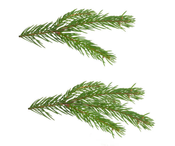 istock branches of spruce isolated on white background 1490910201