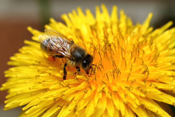 European honey bee (Apis mellifera). stock photo