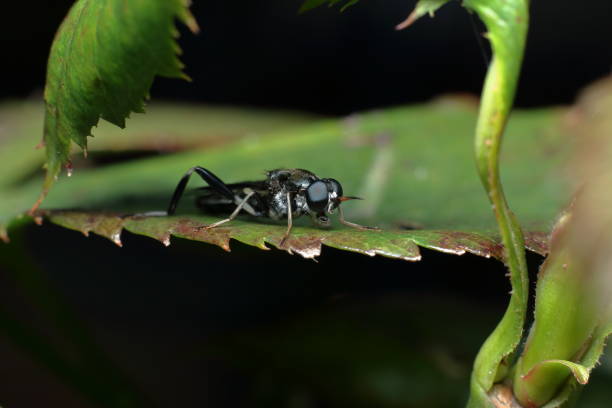 Garden Black Soldier Fly (Exaireta spinigera) stock photo