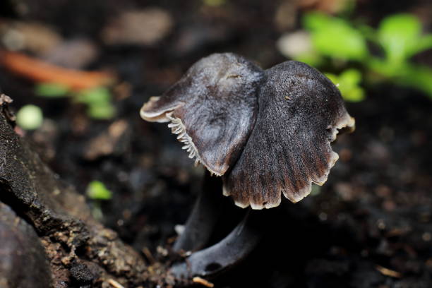 Mushroom Fungi. stock photo
